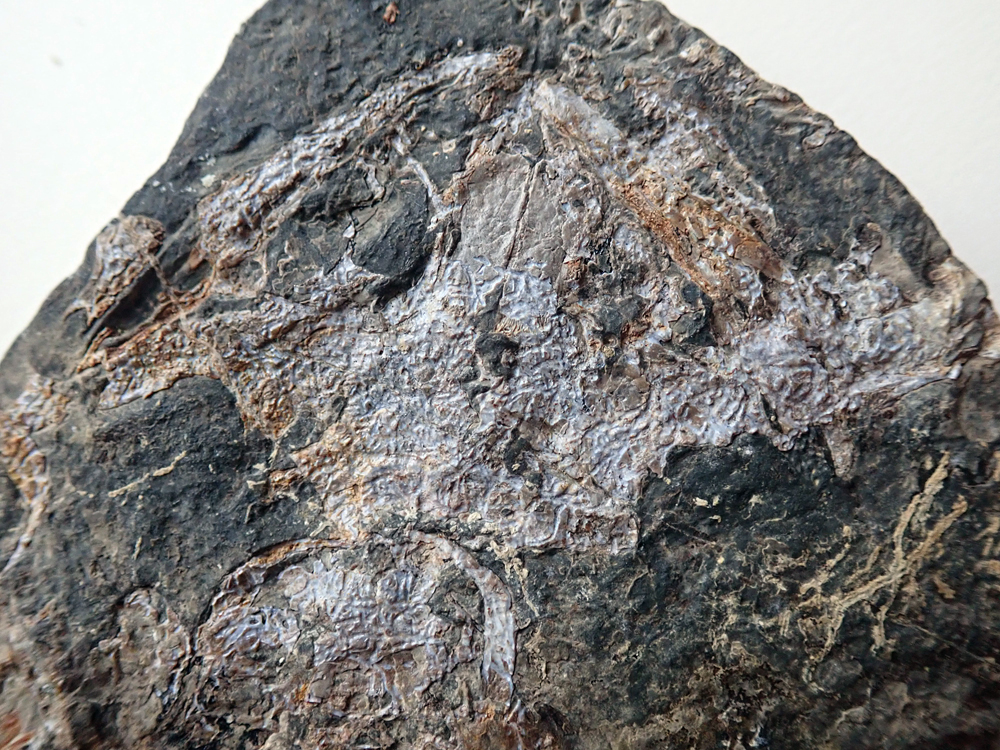 Šířka lebky je 8 cm.