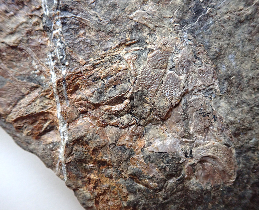 Pohled na lebku menšího jedince, který je zachován na kameni vpravo.