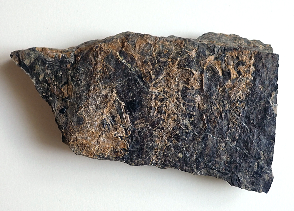 Fragmenty trupů tří jedinců a části lebky (vlevo dole) - Drvalovice u Letovic.