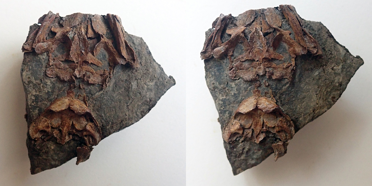 Discosauriscus austriacus (Makowsky, 1876) - výška kamene 60 mm