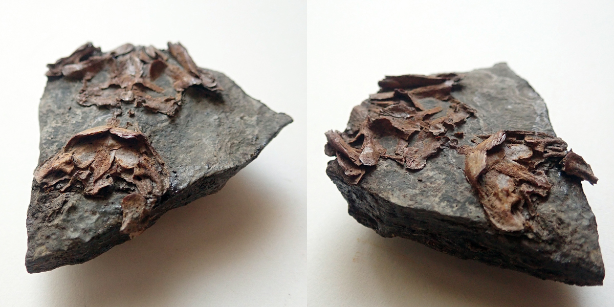 Discosauriscus austriacus (Makowsky, 1876) - výška kamene 60 mm