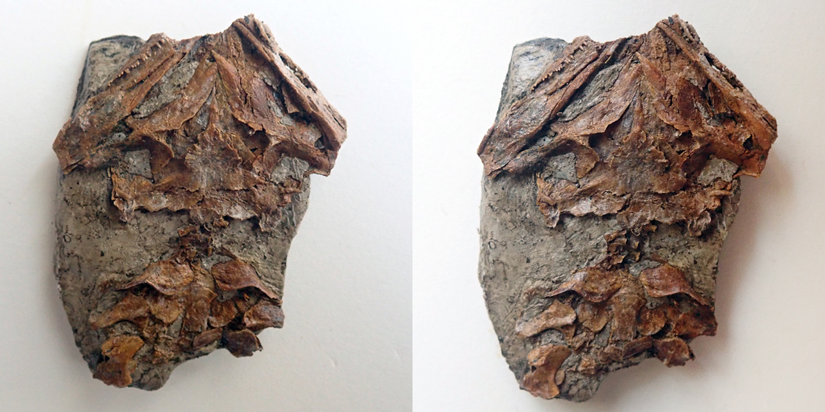 Discosauriscus austriacus (Makowsky, 1876) - výška kamene 67 mm