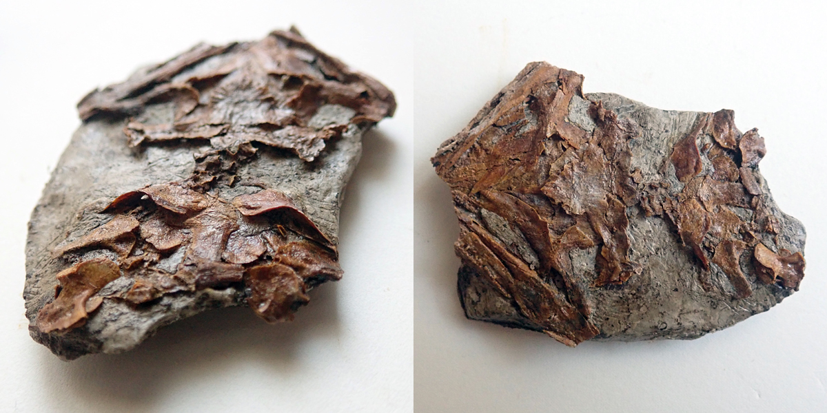 Discosauriscus austriacus (Makowsky, 1876) - výška kamene 67 mm