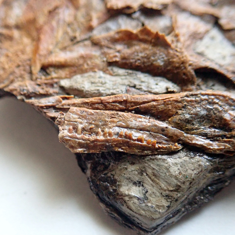 detail na zachovalé zuby