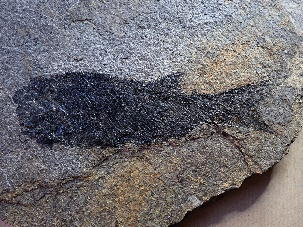 Paramblypterus sp. - 155 mm, Boskovice