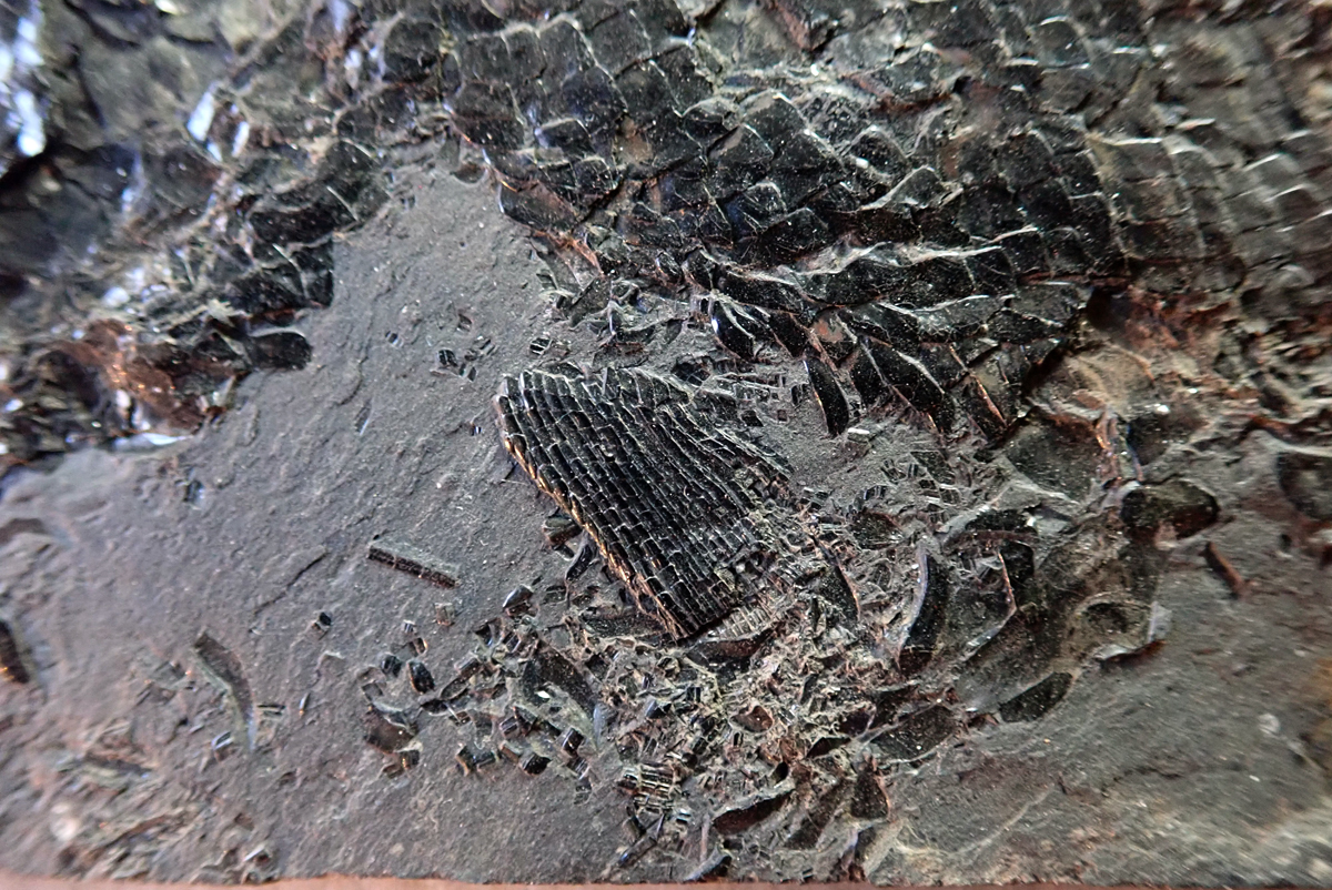 detail břišní ploutve