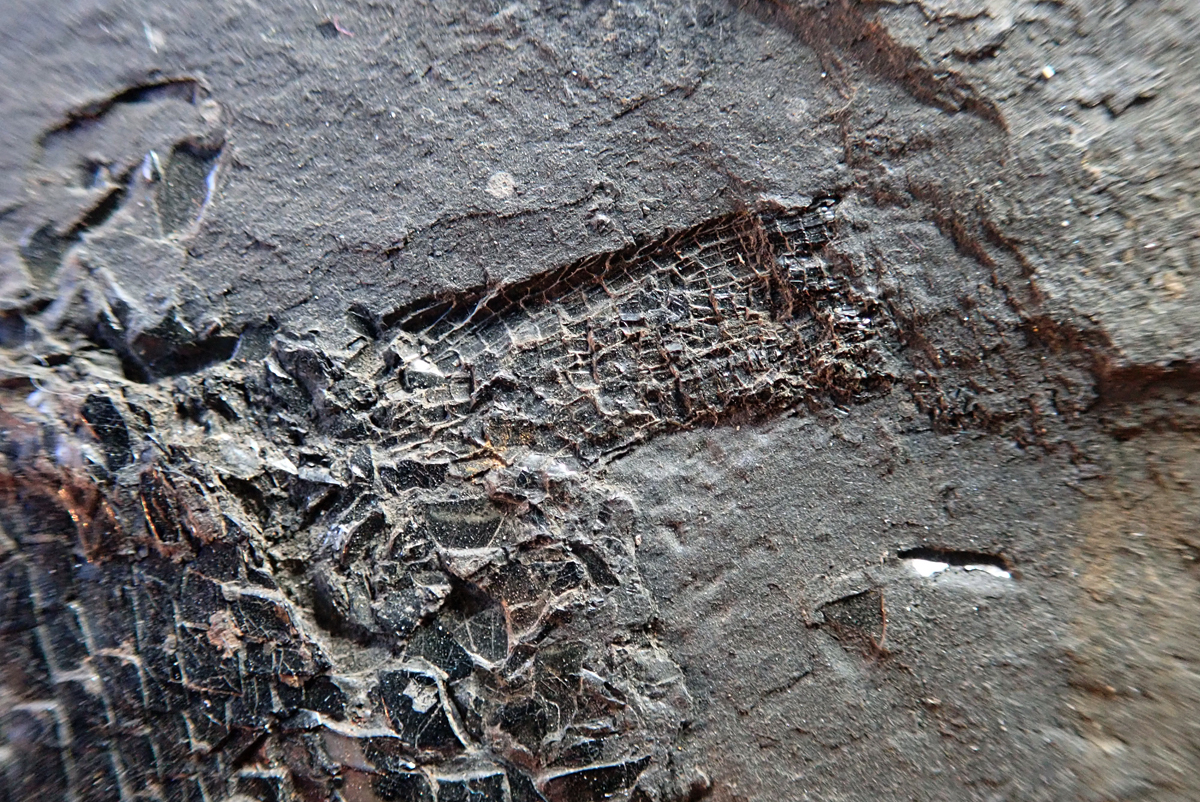 detail hřbetní ploutve