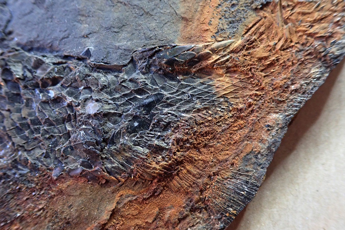 detail ocasní ploutve